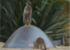Meerkat Viewing Area