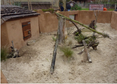 Building a natural Meerkat habitat